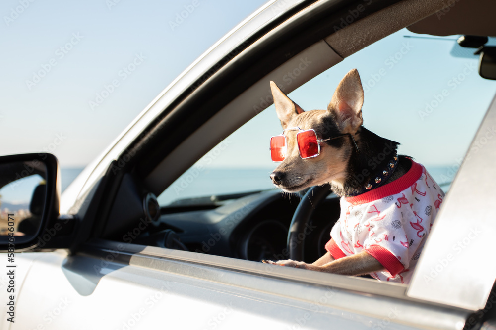 happy dog in sunglasses and a t-shirt on the sea coast in the summer on a sunny day, a trip to the beach, travel with pets, summer holidays