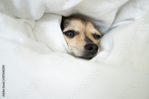 dog sleep, little cute pet lies in bed under a blanket, pet comfort, comfortable sleep and rest
