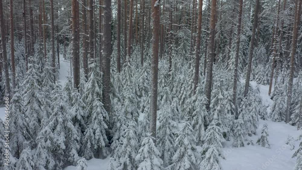 Forest in snow. Small fir trees in snow among tall pines. Aerial view. Forest after a heavy snowfall Forest in snow. Small fir trees in snow among tall pines. Aerial view. Forest after a heavy snowfall