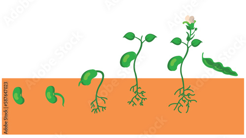 a vector diagram of growth of a plant