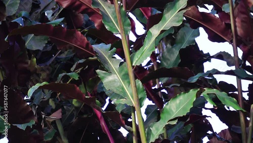 Etlingera elatior (Also called torch ginger, ginger flower, red ginger lily, kecombrang). In Bali, people use the white part of the bottom part of the trunk for cooking chilli sauce (Sambal Bongkot) photo