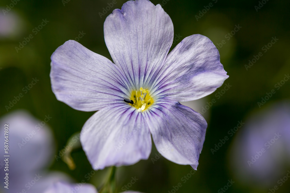 flowers in grass, spring in april flowers in grass, spring in april