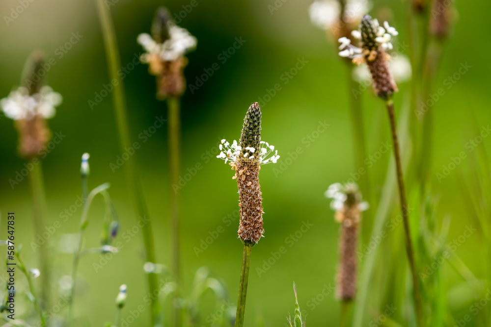 flowers in grass, spring in april flowers in grass, spring in april
