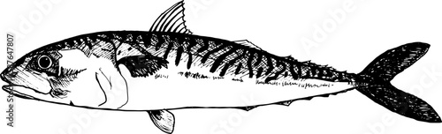 Sea fish mackerel on a white background. Hand drawn illustration