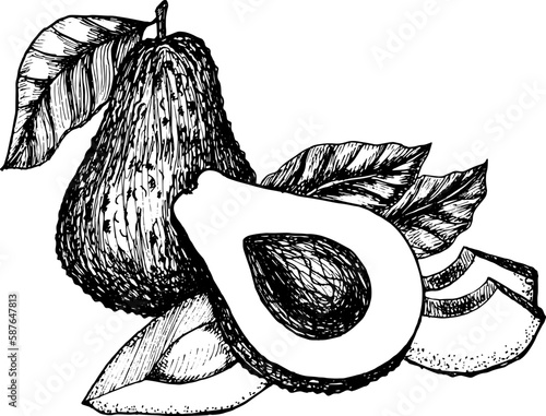 Hand drawn set of avocado. Slices and whole of avocado with leaf.
