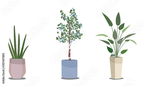 観葉植物_鉢植え
