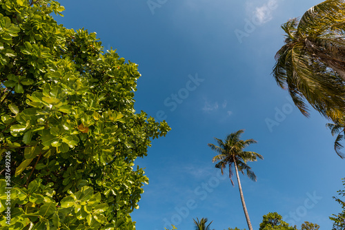 Tropical landscape of Indonesian island Karimunjava with jungle and palm trees. 