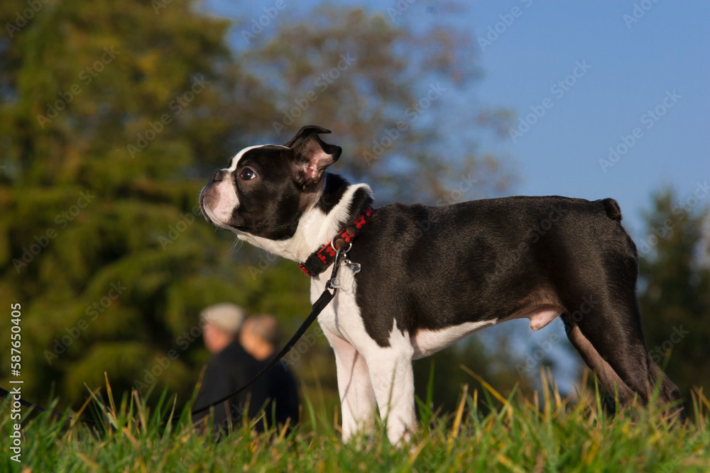 Young Boston Terrier purebred puppy wait, stand in the grass, on his leas. Outdoor head portrait of purebred Boston Terrier stand for is owner.