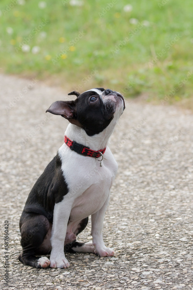 Cute, small, purebred Boston Terrier puppy sitting on tarmac. 7-month-old Boston Terrier purebred in a park waiting for is owner. Illustrate the work of education and obedience with young dog.