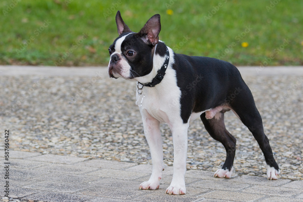 Cute, small, purebred Boston Terrier puppy lying on tarmac. 7-month-old Boston Terrier purebred in a park waiting for is owner. Illustrate the work of education and obedience with young dog.