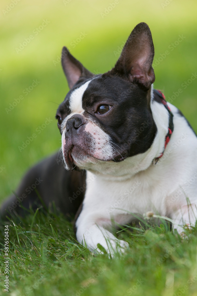 Outdoor head portrait of a purebred Boston Terrier puppy with cute facial expression.