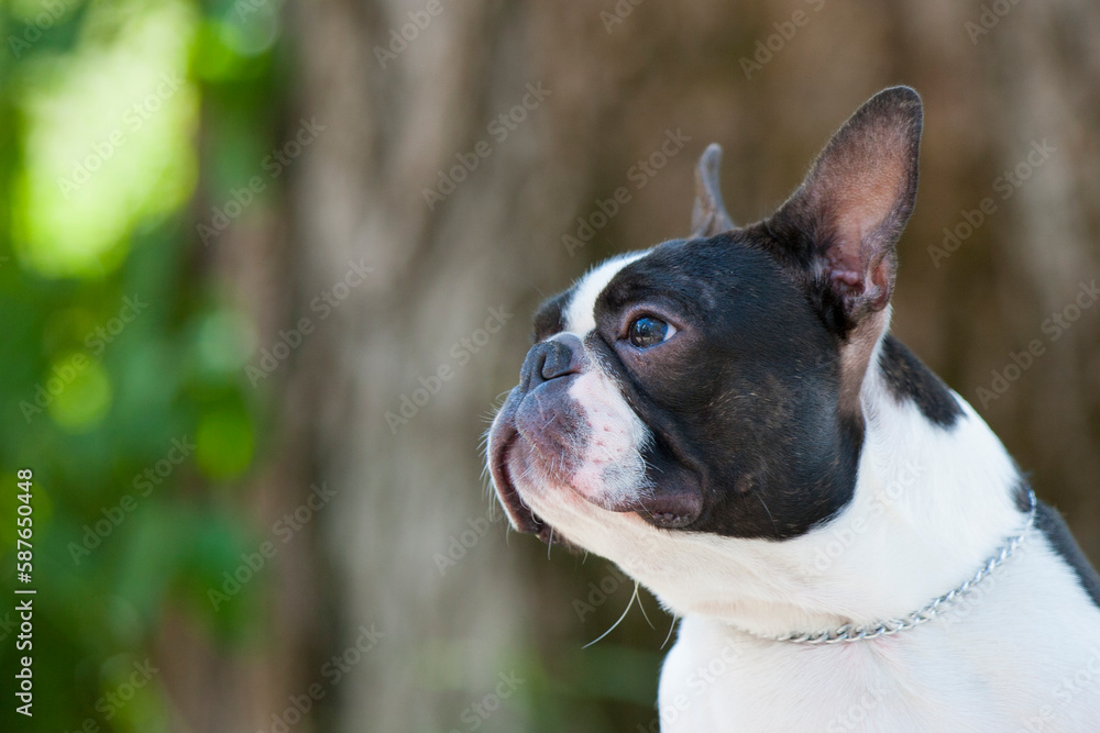 Outdoor head portrait of a purebred Boston Terrier puppy with cute facial expression. Dog looks at its owner. He waits for an order. He waits for a reward. 7-month old Boston Terrier dog during a walk