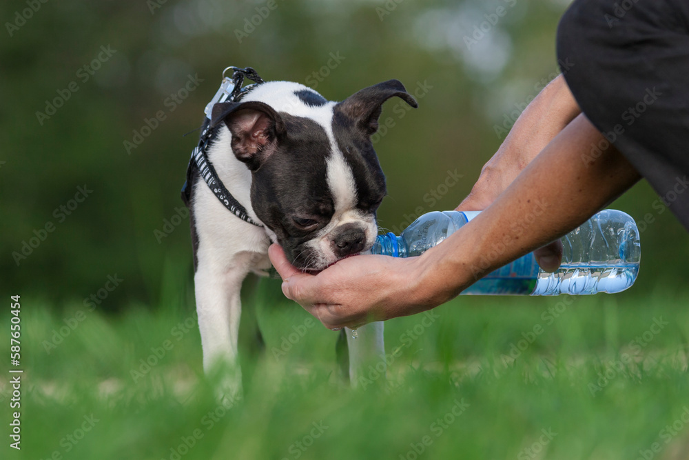 Young Boston Terrier drinks water from a bottle in his owner’s hand. It is very important to make the dogs drink regularly, we must find a solution even when we have no bowl.