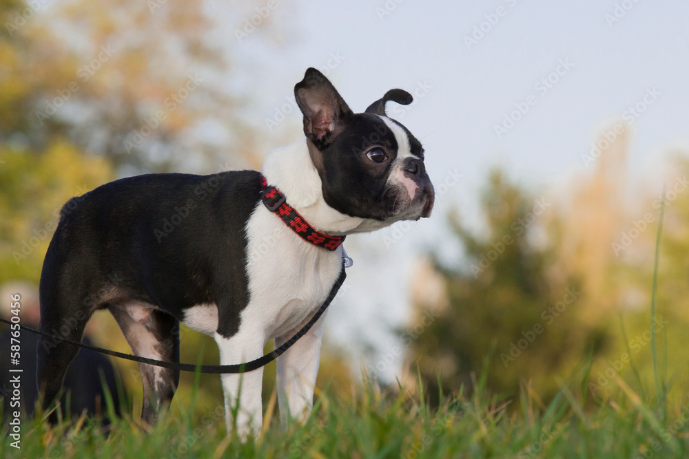 Cute purebred Boston Terrier on a leash in the park on the grass during a walk. 4-month old Boston Terrier puppy with blurry background. This photo can illustrate the work of education and obedience.