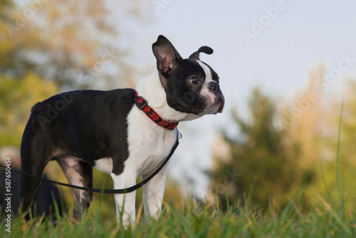 Cute purebred Boston Terrier on a leash in the park on the grass during a walk. 4-month old Boston Terrier puppy with blurry background. This photo can illustrate the work of education and obedience.