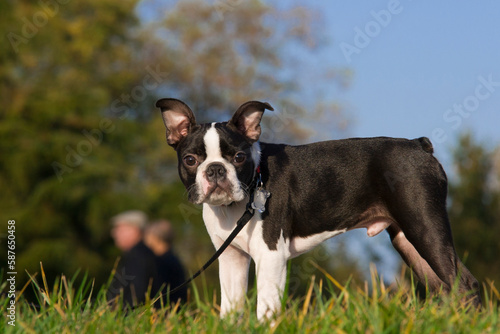 Cute Boston Terrier puppy on a leash in the park on the grass during a walk. 4-month old Boston Terrier puppy in a park waiting for is owner. This photo can illustrate the work of education and obedie