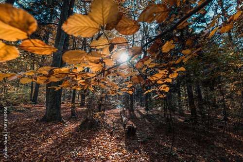 Yellow autumn leaves and sun rays near Mount Lysica in Holy Cross Mountains, Poland
