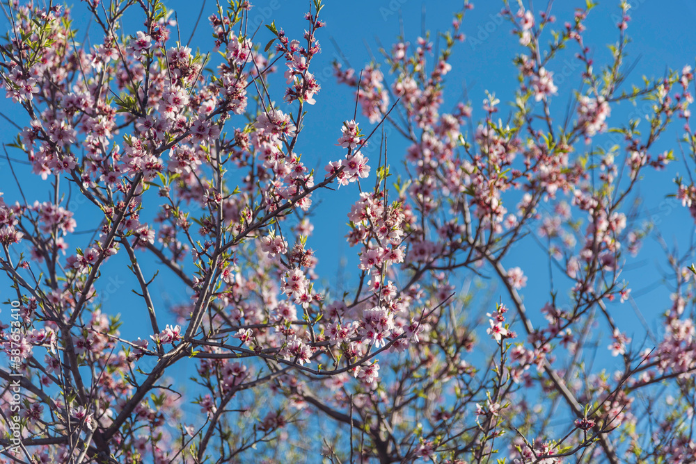 Blooming almond (Prunus amygdalus, syn. Prunus dulcis) branches on blue sky background Blooming almond (Prunus amygdalus, syn. Prunus dulcis) branches on blue sky background