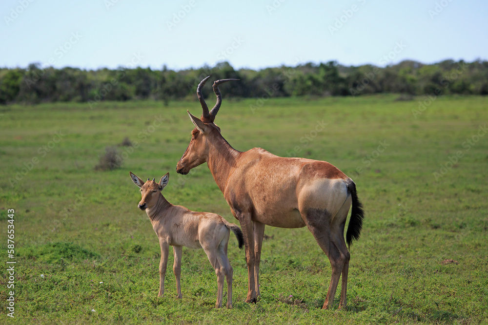 Mother Red Hartebeest with calf Mother Red Hartebeest with calf