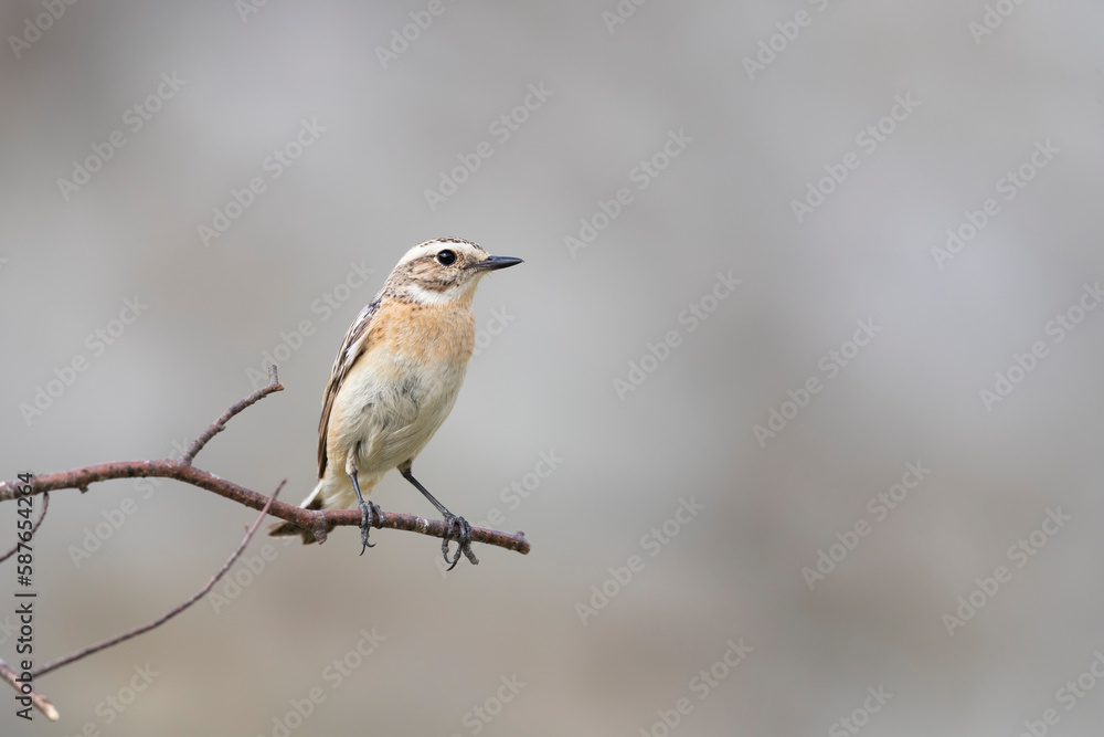 Whinchat (Saxicola rubetra) in its natural habitat. Whinchat (Saxicola rubetra) in its natural habitat.