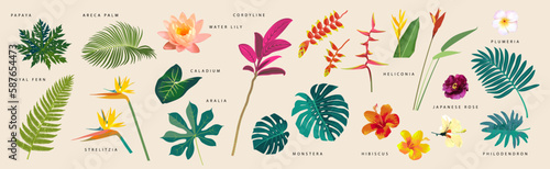 Vector flat style tropical leaves and flowers with names on beige background. Monstera, strelitzia, heliconia, hibiscus, areca palm, cordyline, lily, philodendron. Artistic botanical illustration