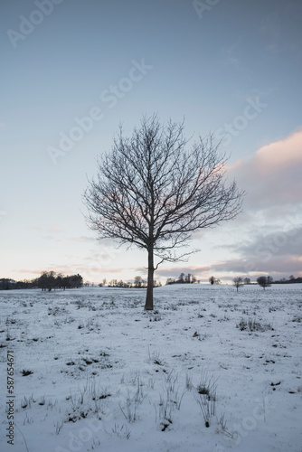 Snowy Landscape with a lone tree