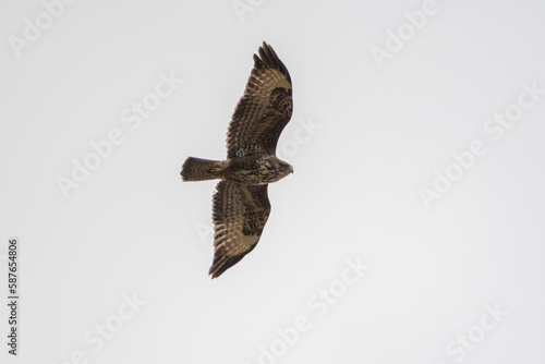 Common Buzzard in flight