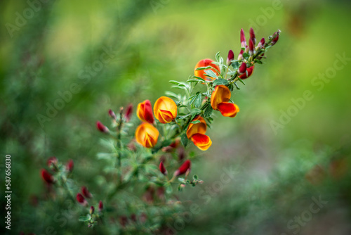 kwiatnący żarnowiec w ogrodzie kwiatowym