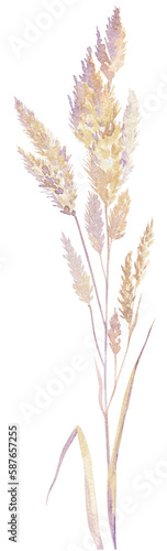 isolated meadow grass. watercolor in pink shades. cereal wild plants. dry grass. pampas grass in neutral colors. watercolor set. colorful wildflowers, plants and grass. of meadow herbs collection