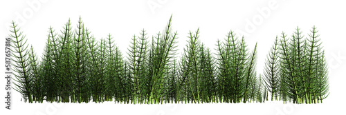 Fotografie horsetails, patch of Equisetum isolated on transparent background banner