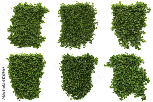 ivy, collection of beautiful climbing plants, generative ai, isolated on white background