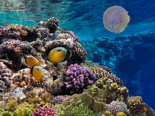 Coral reef underwater with shoal tropical fish and marine life