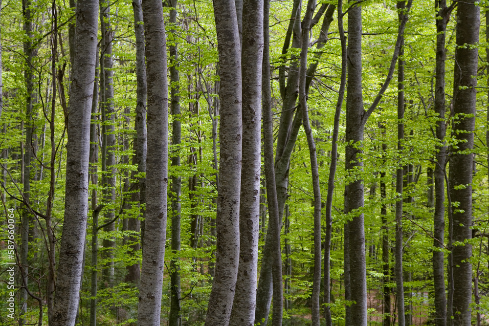 Dense trees in forest, Transylvania, Romania