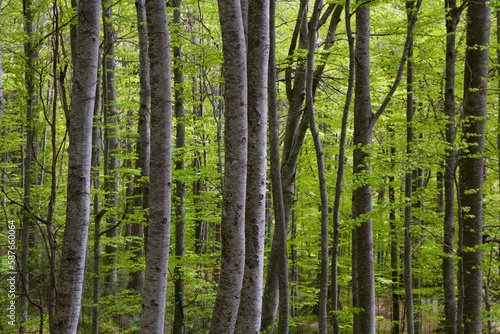 Dense trees in forest  Transylvania  Romania