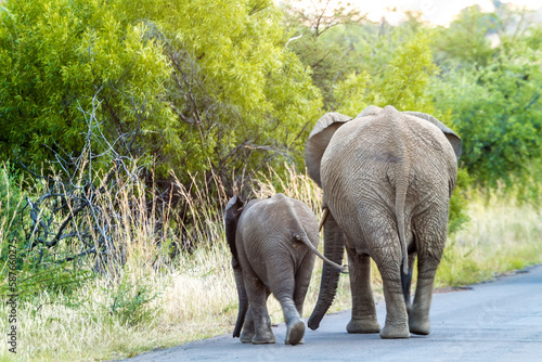 Photography Elephant Mother & Calf, Pilanesburg National Park nr Johannesburg South Africa