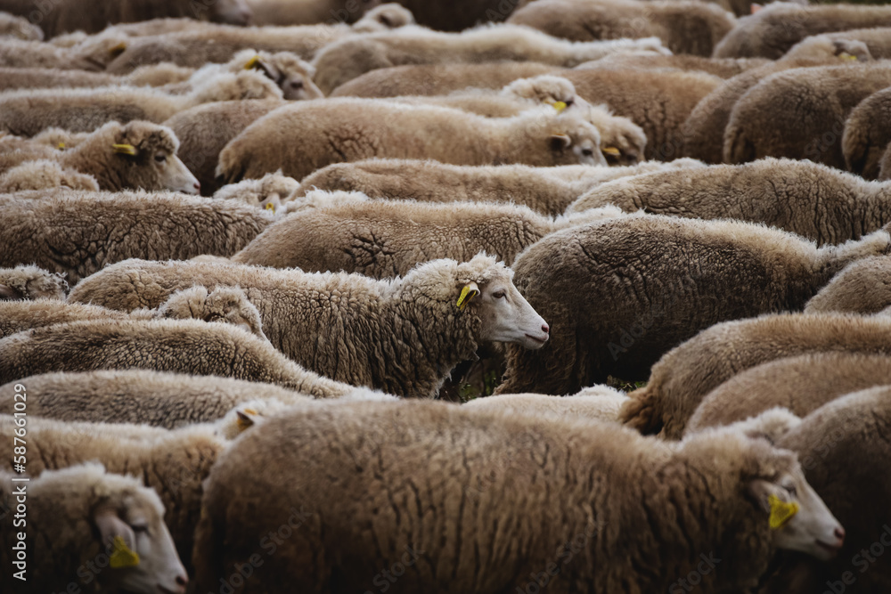 Fototapeta premium Herd of sheep in a field