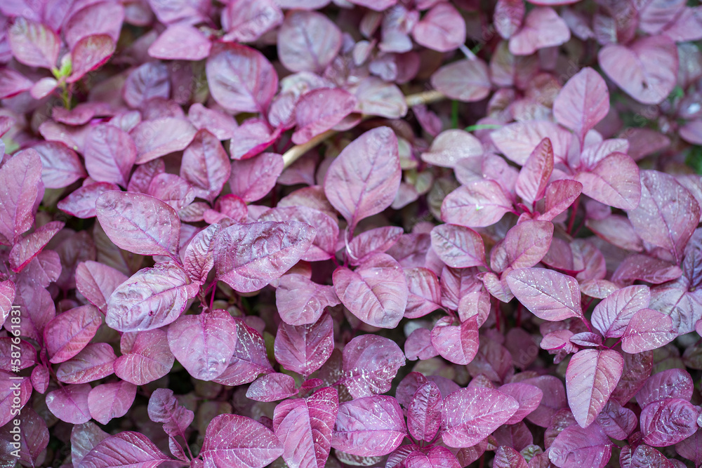 Fototapeta premium close up of pink hydrangea