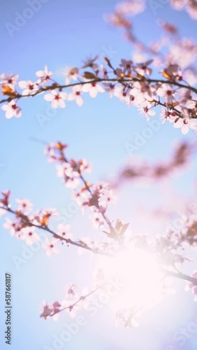 Vertical video of flowering pink cherry blossoms on tree branches against the blue sky in spring bloom