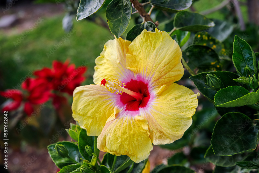 the blossom hibiscus, rose mallow, hardy hibiscus, rose of sharon or tropical hibiscus
