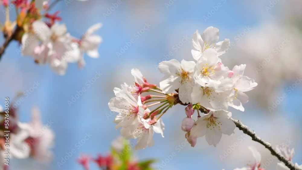 Beautiful cherry petals swaying in the wind on a sunny spring day Beautiful cherry petals swaying in the wind on a sunny spring day