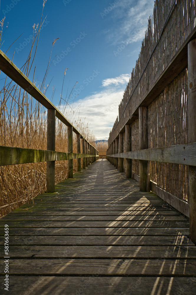 Footbridge through reed land from a low angle