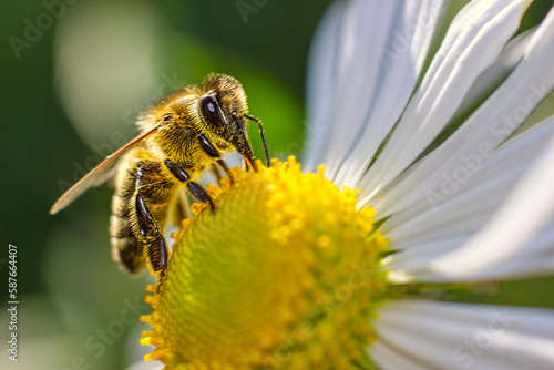 Honey bee collects nectar and pollinates the blossom