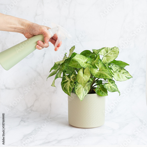 Woman's hand holds sprayer and waters young indoor plant Syngonium Arrow in ceramic pot on light background. House plant care. Lifestyle, hobby. Square. Selective focus. 