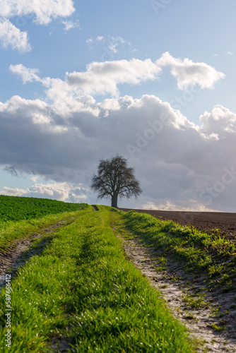 Country road through green fields and rows of trees in spring  Germany