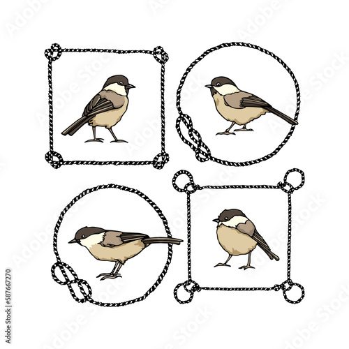 Vector card with hand drawn cute Willow Tits in nautical rope frames. Ink drawing, beautiful animal design elements. Logo template