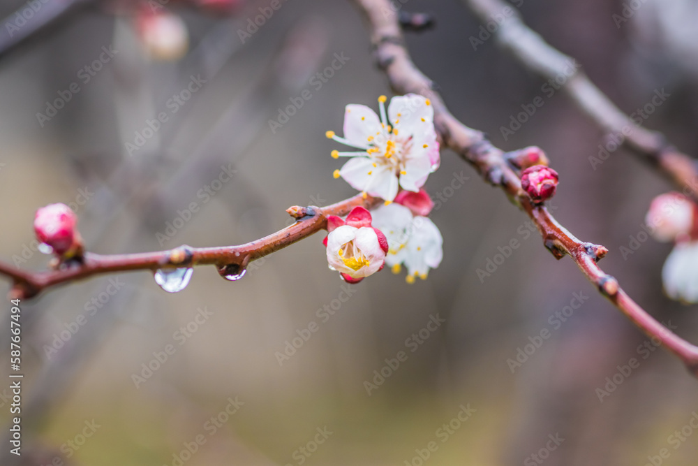 Apricot flowers after the rain with raindrops shot close up. Photos of flowering apricot tree and apricot flowers Apricot flowers after the rain with raindrops shot close up. Photos of flowering apricot tree and apricot flowers