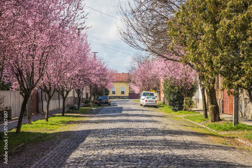 Street with paving stones on the road and small cozy houses in cherry blossoms. Blooming delicate pink flowers in early spring Blut-Pflaume. Prunus cerasifera 'Nigra', Familie: Rosaceae.