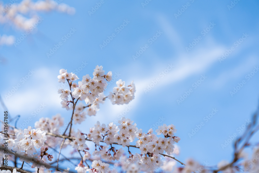 青空の下で満開に咲く桜