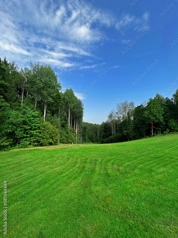 grass field with trees grass field with trees