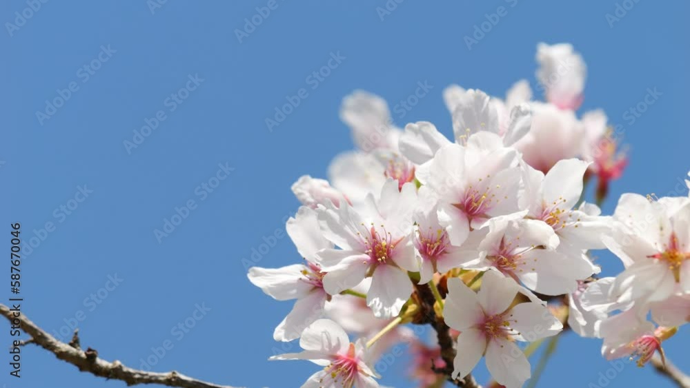 Beautiful cherry petals swaying in the wind on a sunny spring day Beautiful cherry petals swaying in the wind on a sunny spring day